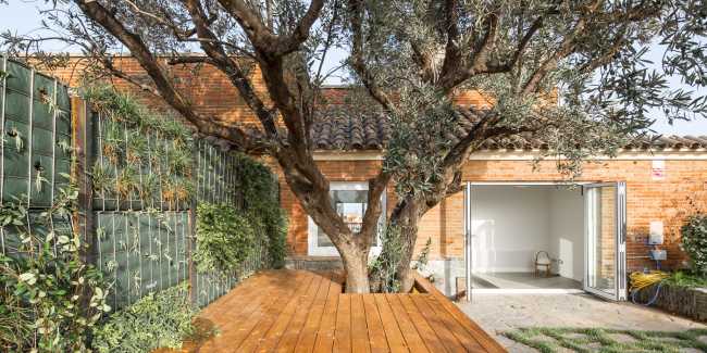 Pianta di ulivo in un cortile