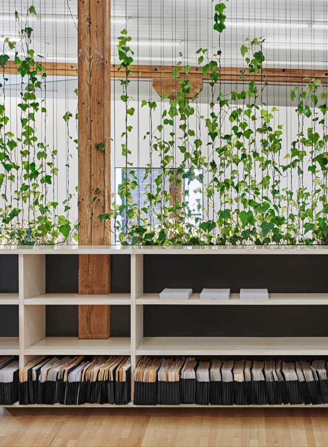 Office with ivy plot