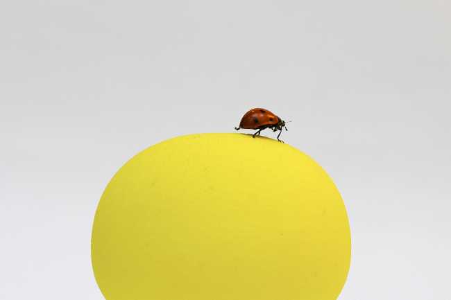 casa insetti plastica