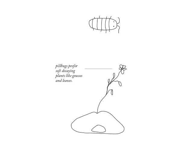 studio disegni casa insetti plastica