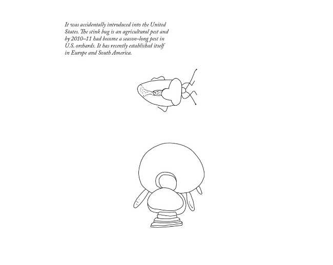 studio disegni casa insetti plastica