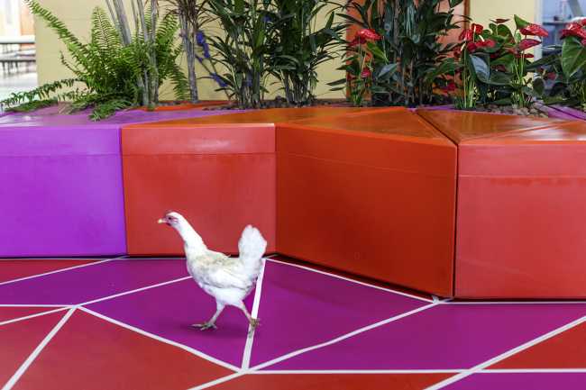 Sedute colorate e gallo