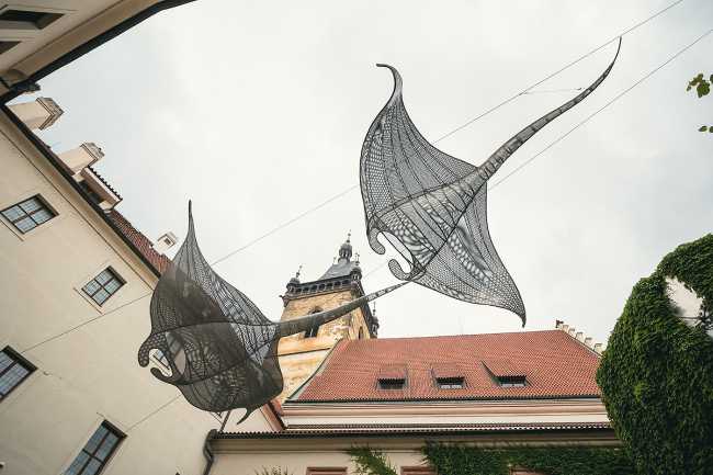 Mantas - Angels of the Seas