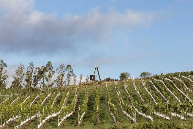 Cappella in legno tra i vigneti