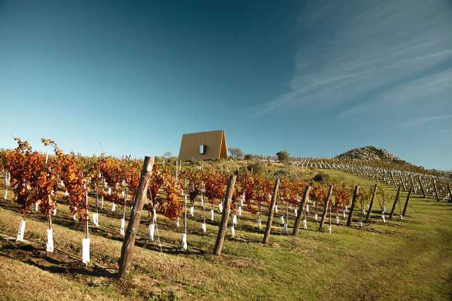 Cappella in legno tra i vigneti