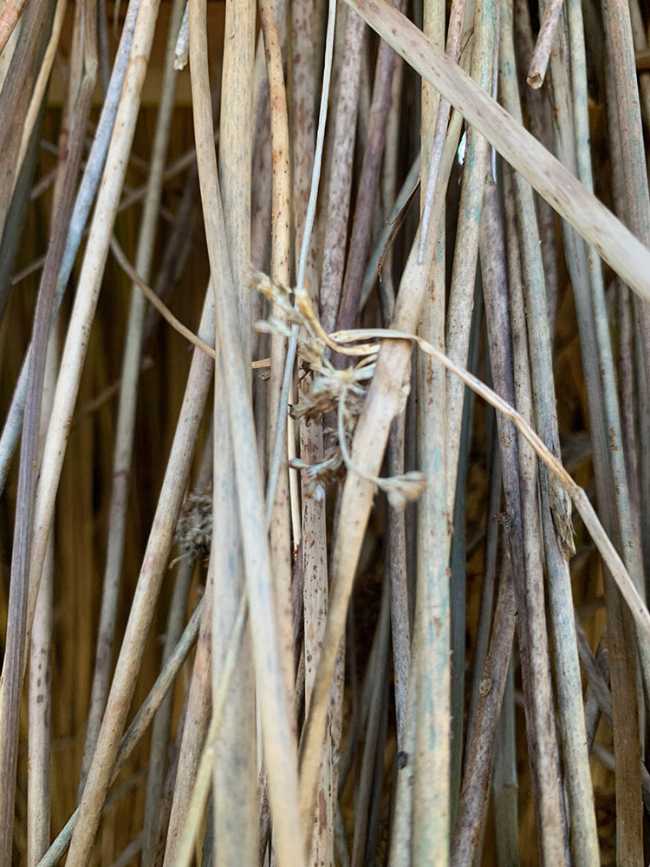 Circular wooden pavilion with external straw